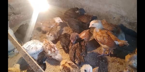 Golden Misri,RIR, Austroloop Chicks Available