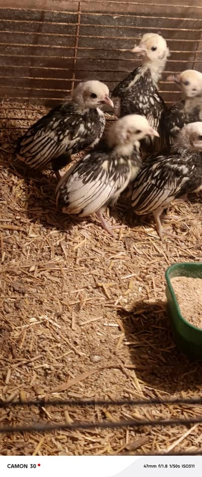 Silver sebright Chicks