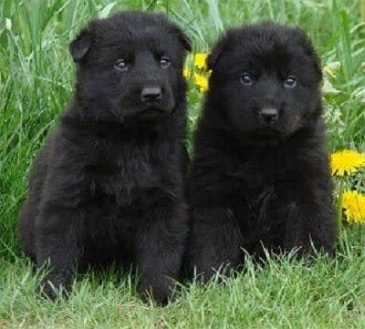 BLACK GERMAN SHEPHERD LANG COT MALE FEMALE FORSIL AVAILABLE
