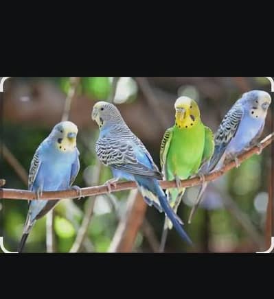 budgies/ Cocktail/ Love birds