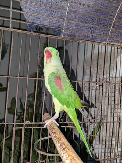 Alexander Raw Female (Pahari Female)