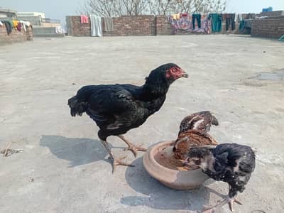 Aseel hen with 2 chicks for sale