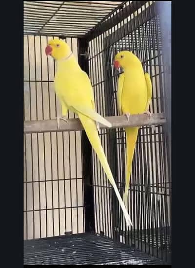 Yellow Parrot Pair For Sale