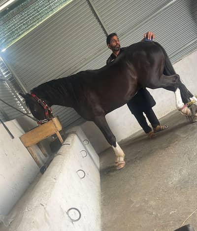 Serious Loog Contact Karo