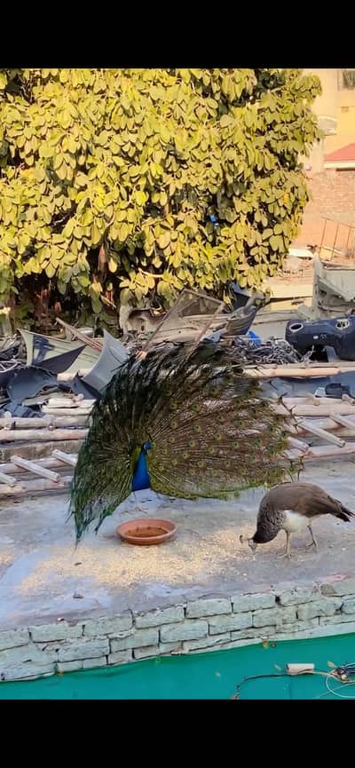 Peacock Healthy Breeder Pair For Sale