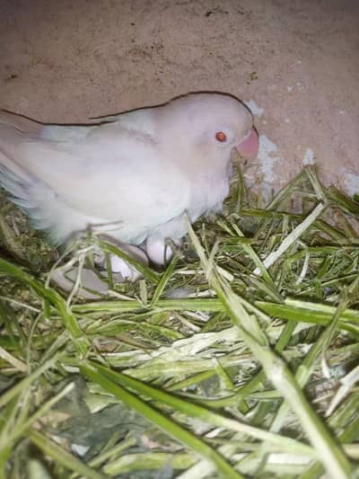 4 love bird breeder pairs