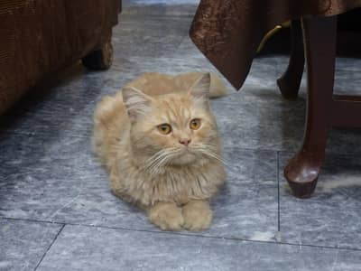 Persian cat male