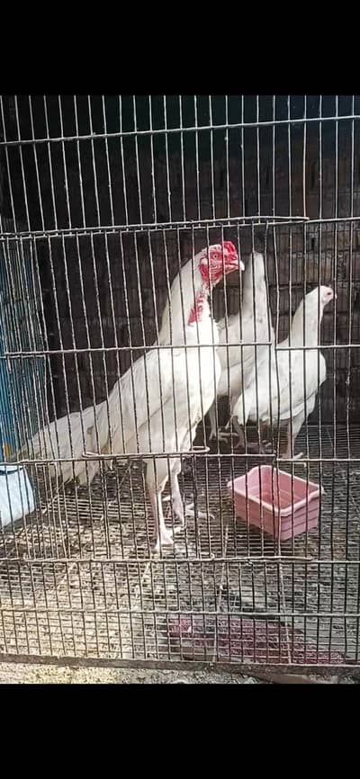 aseel heera chick 1300 per piece zair dum  o3017104771 call what's app