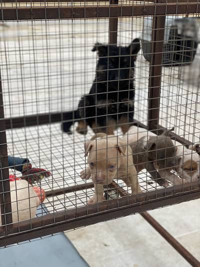 All breed is up for Sale