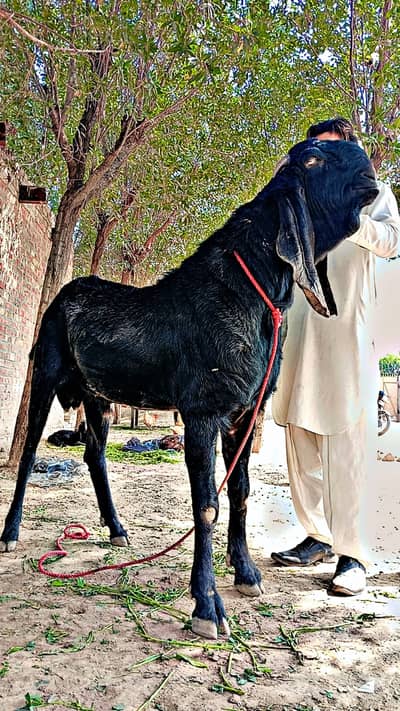 Beetle Bakra for sale location Faisalabad height 46 inch age 2 years