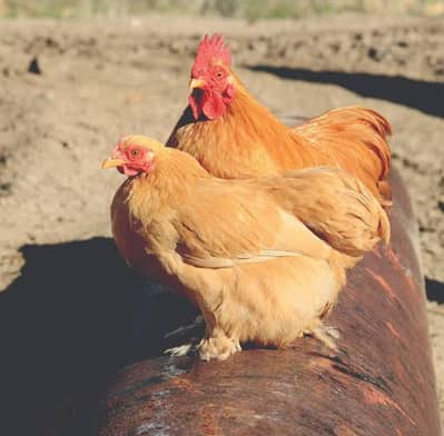 Top Quality bantam chicks