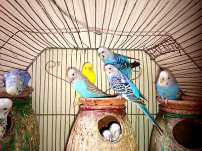 Australian Parrot  Breeder With Red Eyes Parrot per Peice price 700