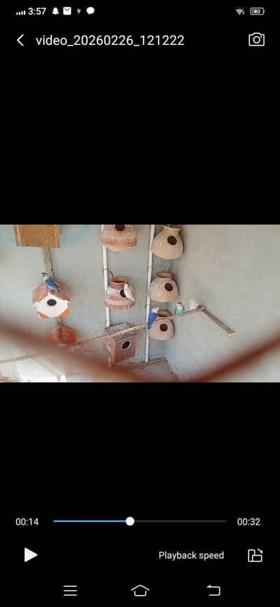 6 piar hy (03145573700)