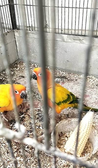 sun conure breeder pair  with DNA