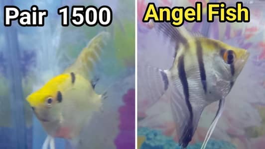 angel betta tetra tetra widow  molly pair fish