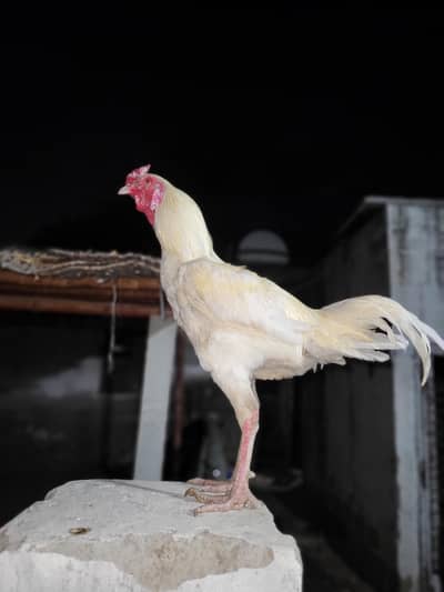 aseel heera sale in cheap price