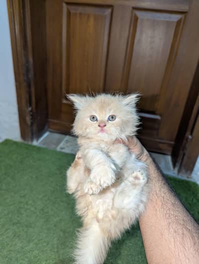 Male Kitten Just 45 Days and Grows like an adult