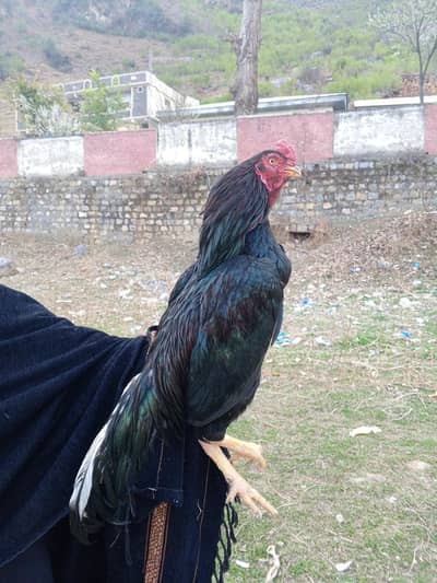 Black Amroha breed