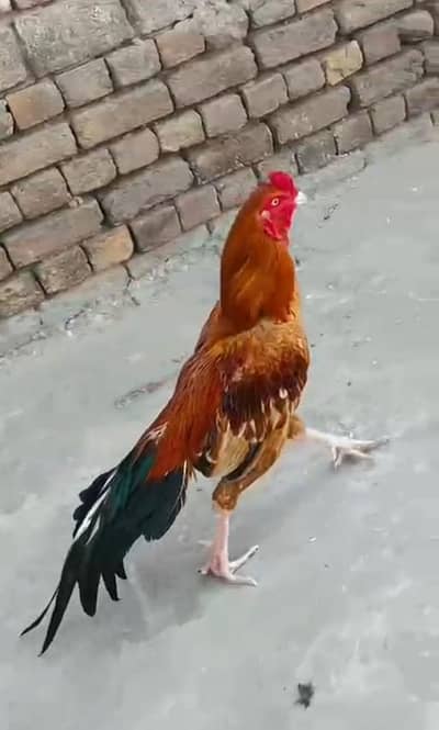 Aseel Mianwali / Mushka Lasai / Aseel /  Eggs lying hens for sale