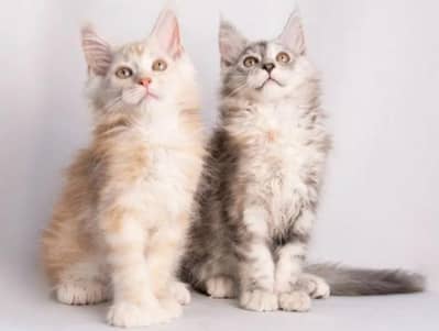 Maine coons