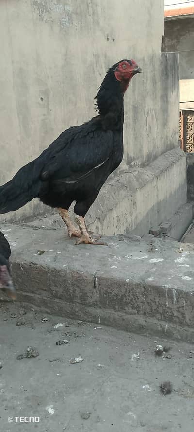 3 High Quality Aseel Females And One Male