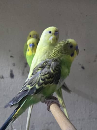 budgies for sale