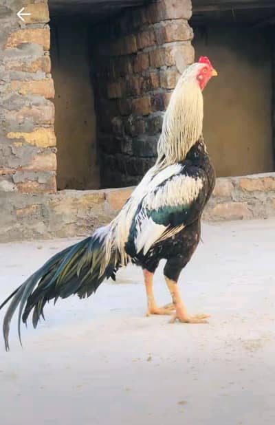 jawa breed ka lia acha ha