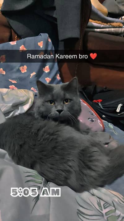 Persian cat
