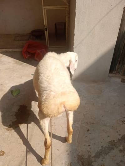 4 months ka hay belkol saye hay