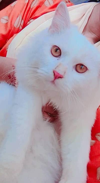 white persian male 1.5 years old