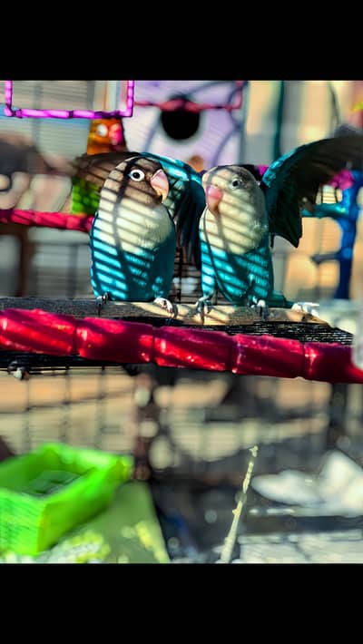 Love birds for sale