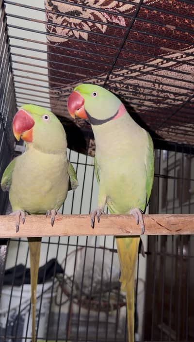 Alexander raw parrot