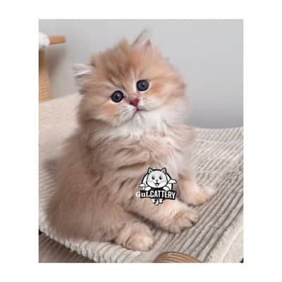 Persian British punch face piki face kitten cat available