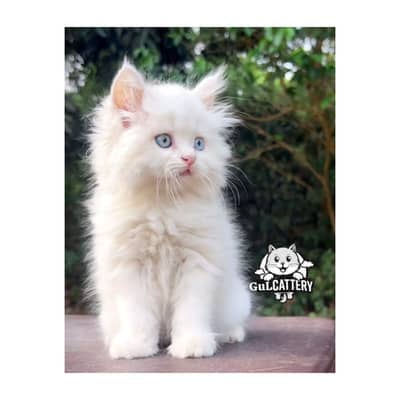 Persian British punch face piki face kitten cat available