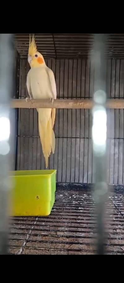 coomman white  cockatiel only female breeders female