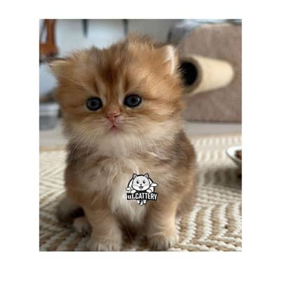 Persian British punch face piki face kitten cat available