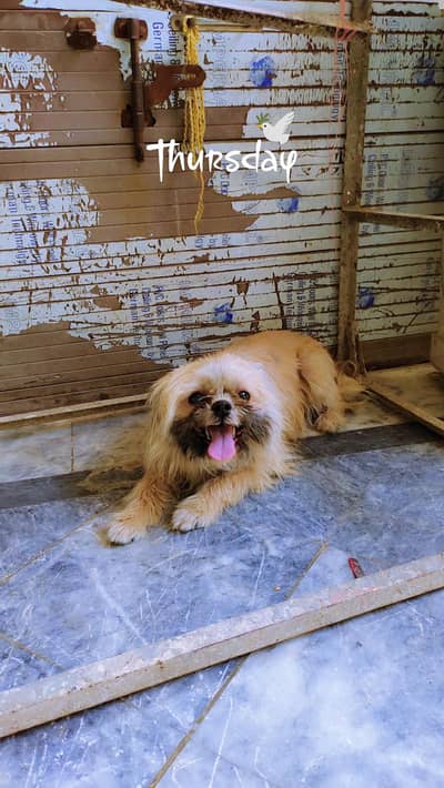 shihtzu Female dog for sale 15 months