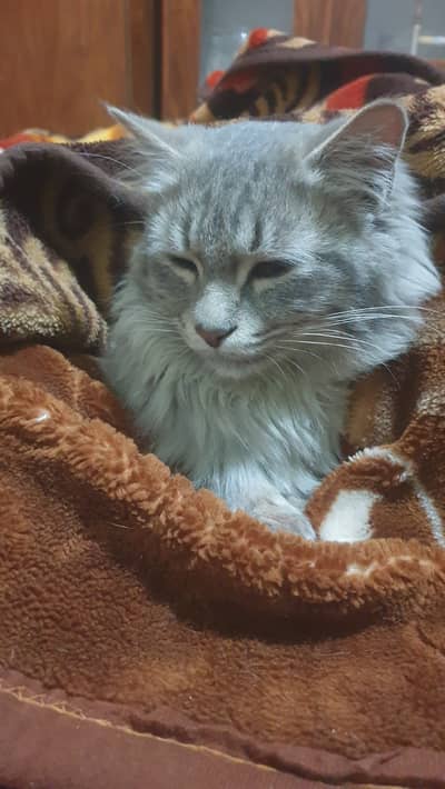 Syberian main coon breed 1year+