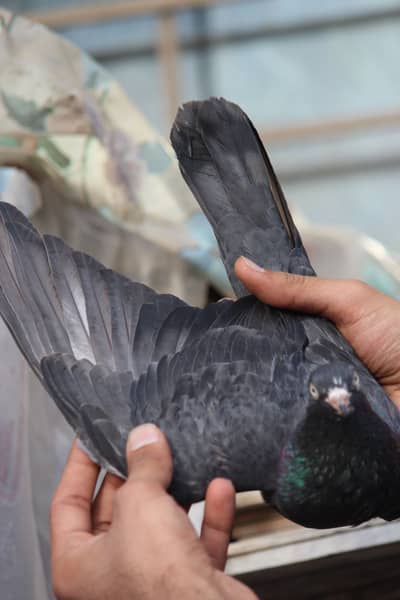 High quality black teddy, royal teddy, ferozpuri, kamagar kabootar