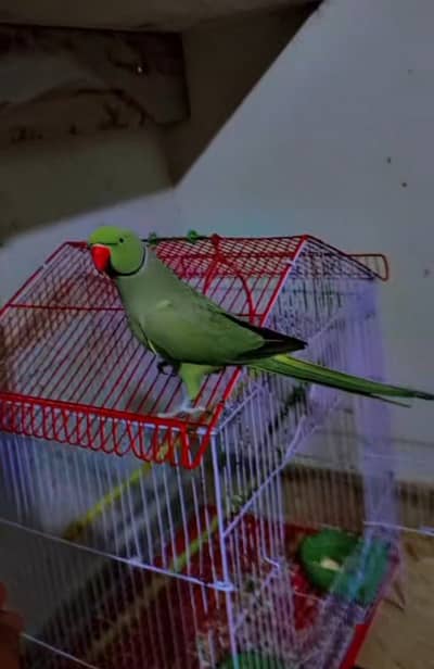 Amazing ringneck hand tamed and talking
