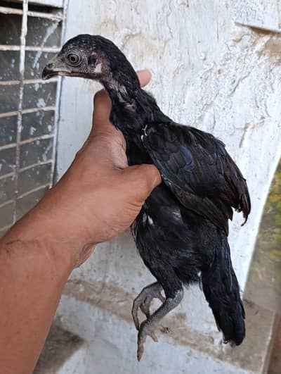 aseel chick for sale    aseel murga also available