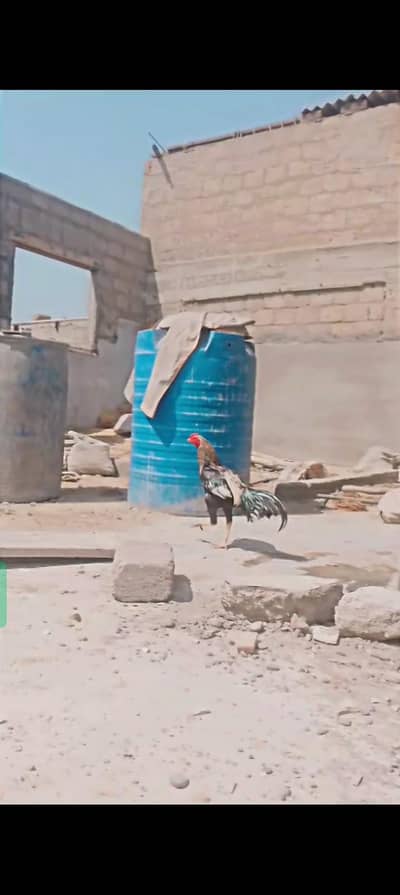 Aseel jawa blue eyes red ring full garam old blood game changer