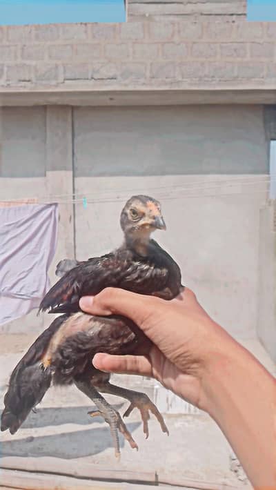 aseel lasani or lakha cross chicks 2 thousand pr piece