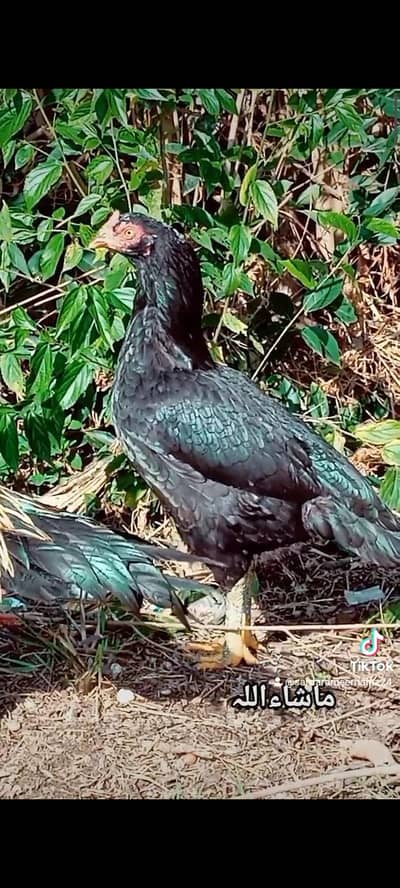 Aseel mushki madi A+ quality