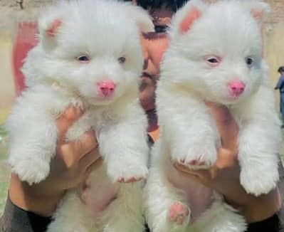 Russian puppies 03101565438