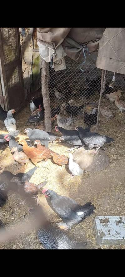 Golden misri chicks for sell  1000 per kg