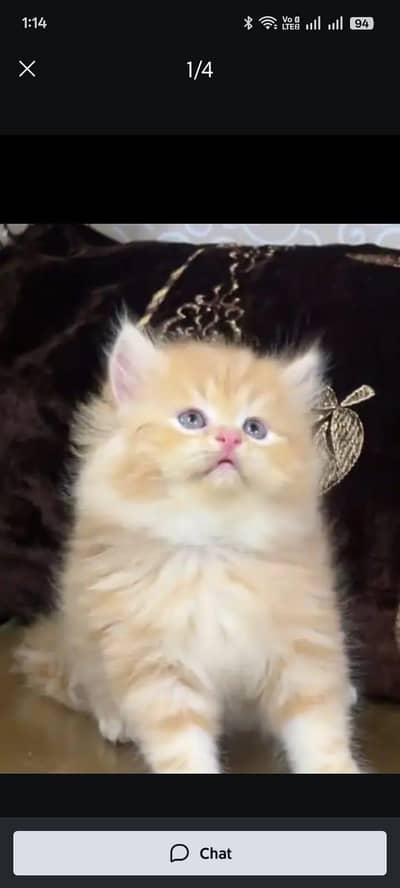 pure persian cats vaccinated triple coated WhatsApp 03317823482