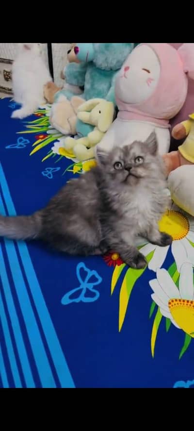 pure persian cats vaccinated triple coated WhatsApp 03317823482