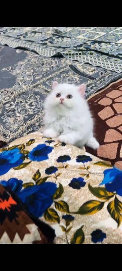 pure persian cats vaccinated triple coated WhatsApp 03317823482