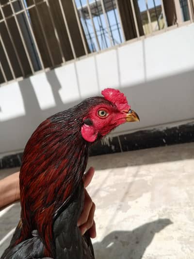 Pure Aseel Mianwali pair Egg laying Female with lakha Mushka male